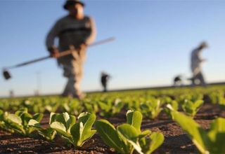 Agriculture .... 0 0