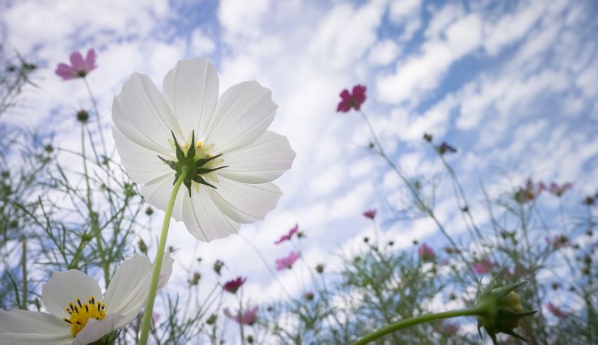 Cosmos 3711477 960 720