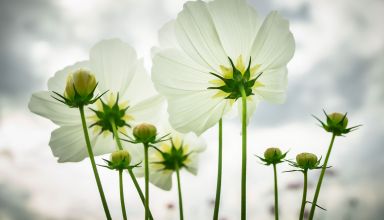 Fleurs
