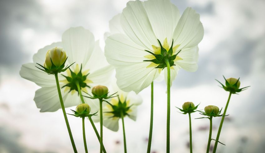Fleurs