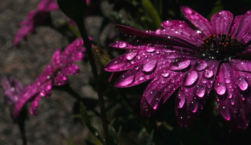 Fleur pluie