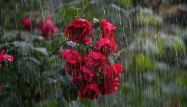 Heavy rain 4864257 1920 (1)