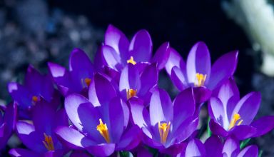 Fleur