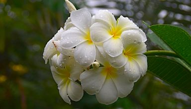 Fleur
