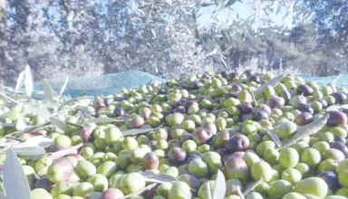 What’s Fact and What’s Fiction in One Night in Virginia