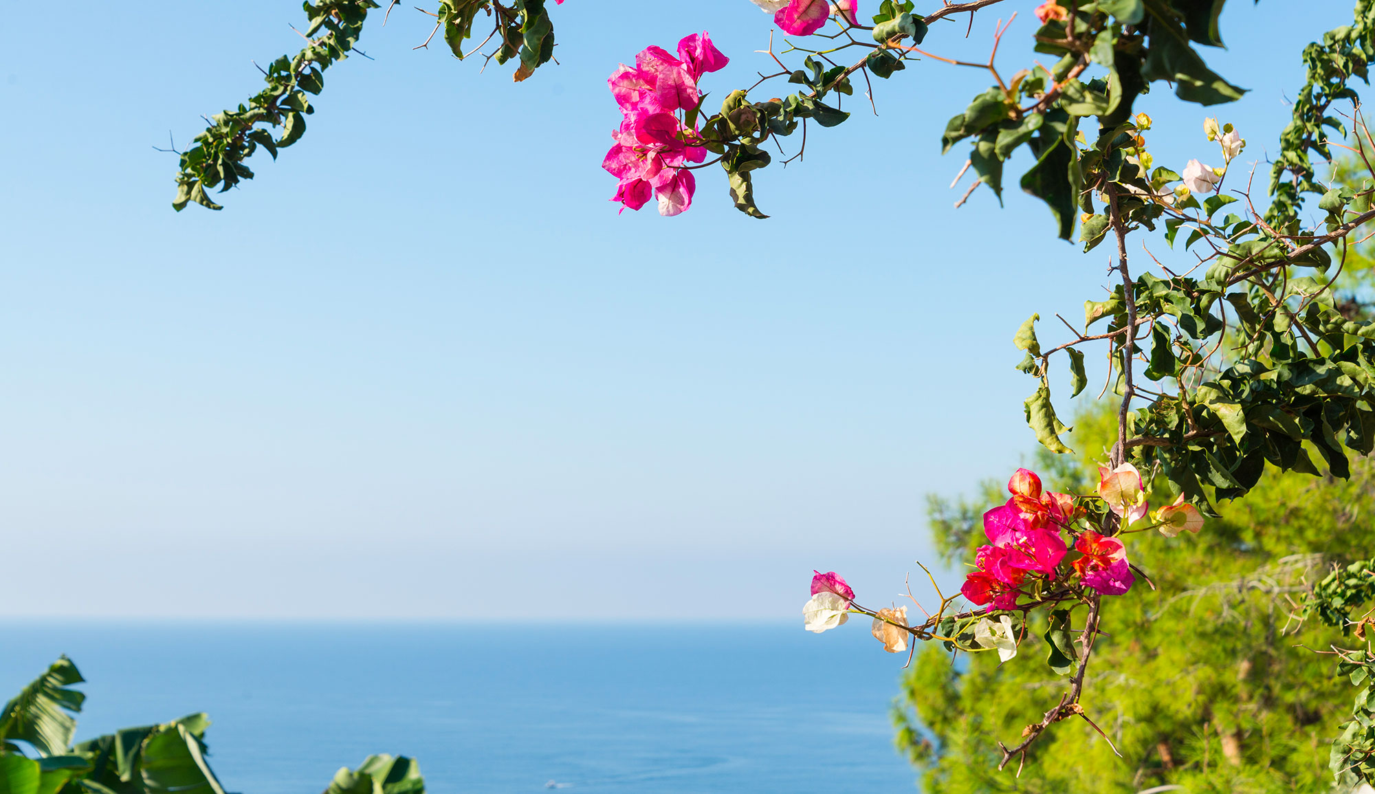 Summer blossom. Крит бугенвиллия. Бугенвиллия Турция. Бугенвиллия в Абхазии. Турецкий цветок бугенвиллия.