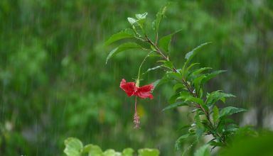 Pluie