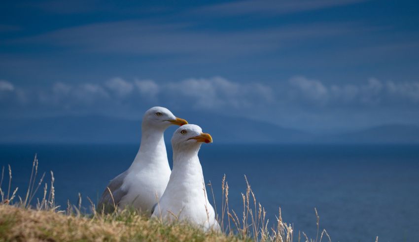 Seagulls gc7f79c0d9 1920