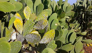Cactus
