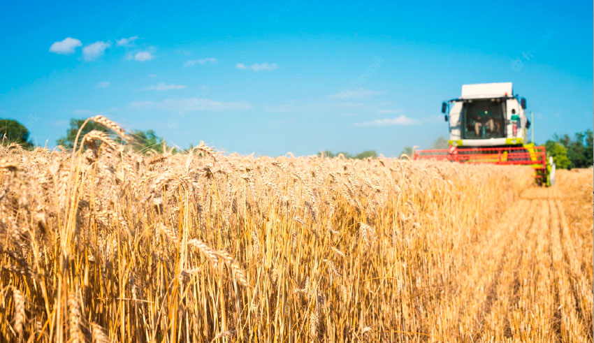 La Tunisie augmente sa production de blé dur pour atteindre l