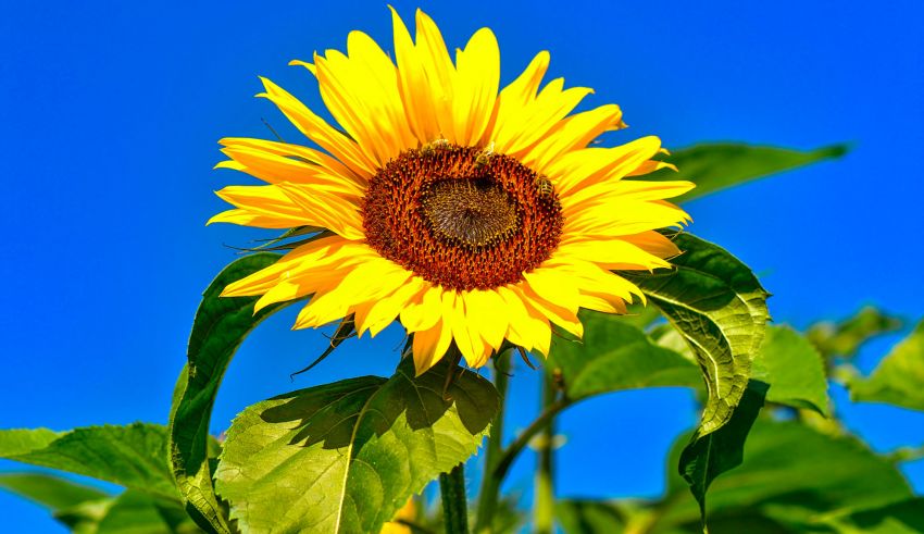 Été sunflower