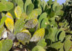 Cochenille