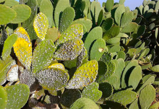 Cochenille