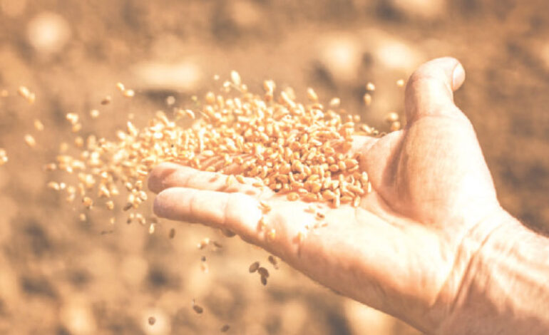 600 000 quintaux de semences sélectionnées disponibles pour les agriculteurs, une première en Tunisie