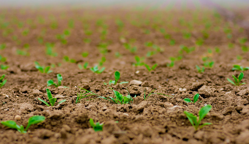 Céréaliculture : démarrage prochain de la saison des semis