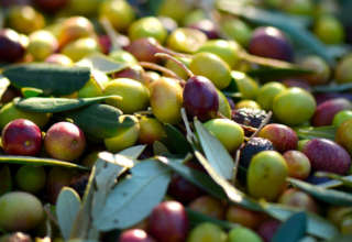 Olive