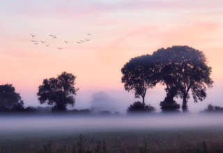 Brouillard
