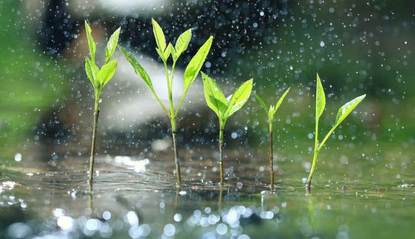 Grass dew rain macro fresh green eco