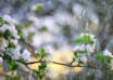 Pluietunsie