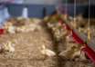 éleveur de canards et poulets françois destribos à sainte colombe