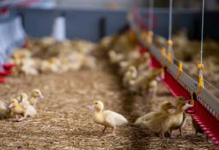 éleveur de canards et poulets françois destribos à sainte colombe