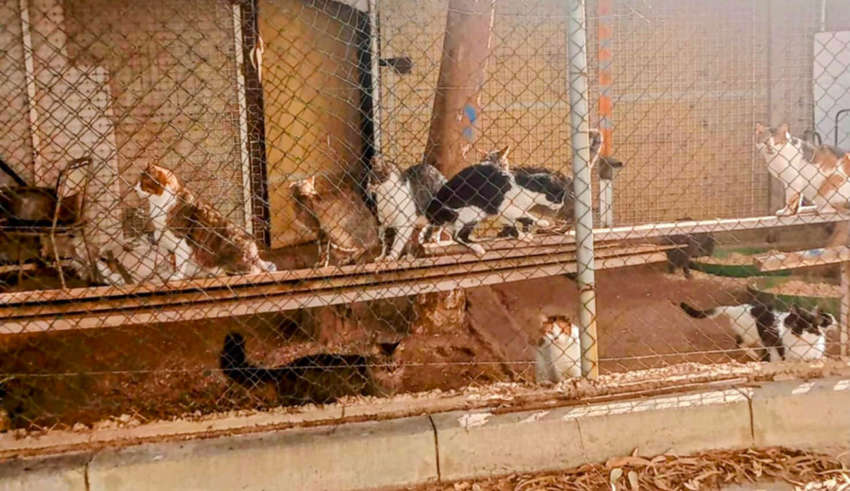 Association animaux tunisie 02