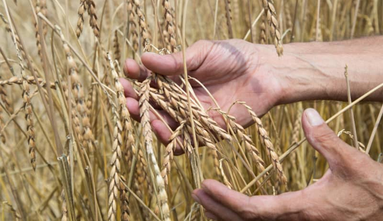 Pluies attendues début juillet : le ministère alerte les collecteurs de céréales