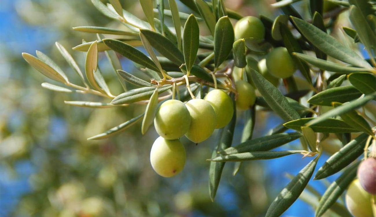 Nabeul : La production d’huile d’olive estimée à plus de 90 mille tonnes
