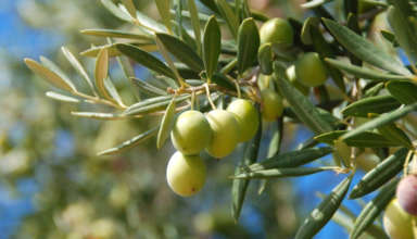 Mouche d'olive