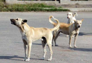 Chiens 22 09 2025