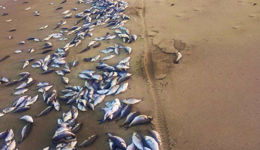 Poisson