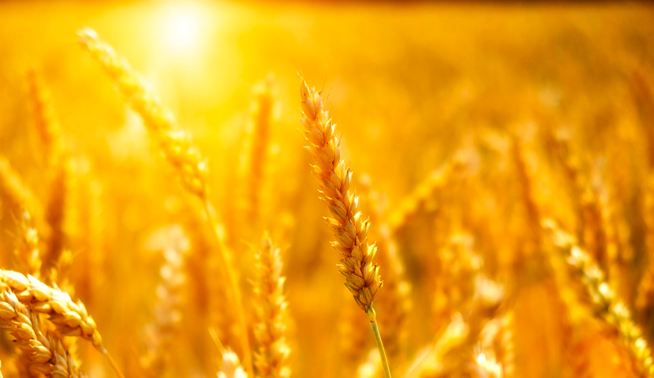 Agriculture : développement de nouvelles variétés de semences sélectionnées