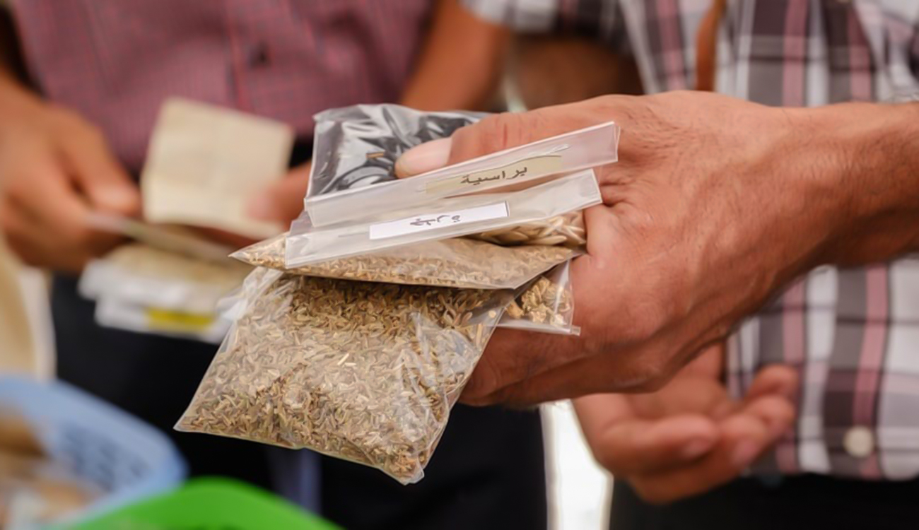 Semences sélectionnées : Un engagement fort en faveur de la souveraineté alimentaire