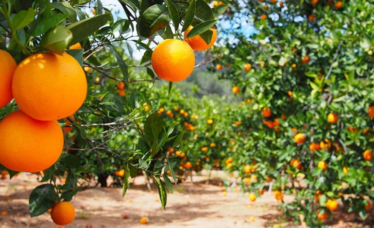 Nabeul : la saison des agrumes menacée