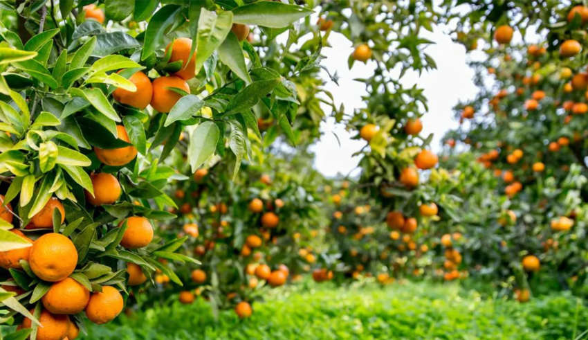 Аргумы 31 10 2025