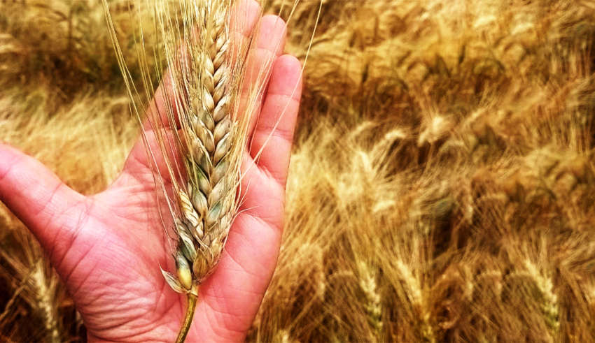 Зерновая кампания