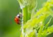 Coccinelle