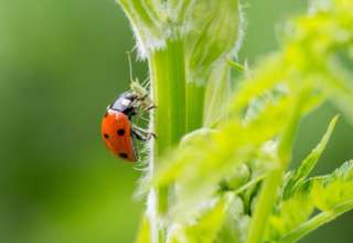Coccinelle