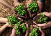 Food security