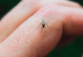 Insecte moustique