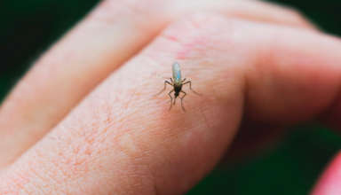 Insecte moustique