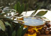 Olive 2