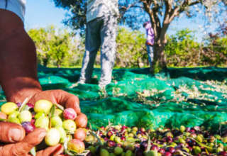 Récolte olive kairouan
