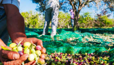Récolte olive kairouan