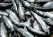 Sardines