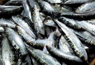 Sardines