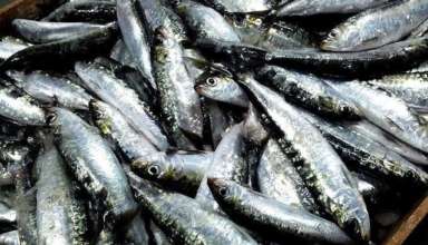 Sardines