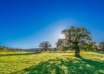 Tree 2916763 1920