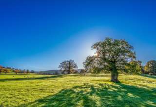 Tree 2916763 1920