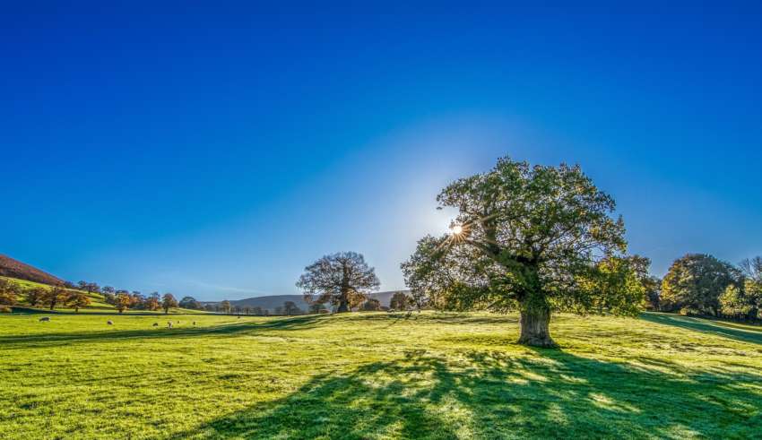 Tree 2916763 1920